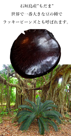 石垣島産"もだま"世界で一番大きな種でラッキービーンズと呼ばれる。